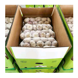 High quality 10kg carton packaging 5-6cm normal white garlic wholesale with GLOBAL GAP 